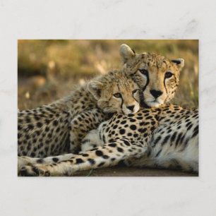 Cartão Postal Cheetah Cub Inundado com sua mãe