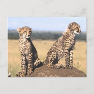 Cartão Postal Cheetah Cubs