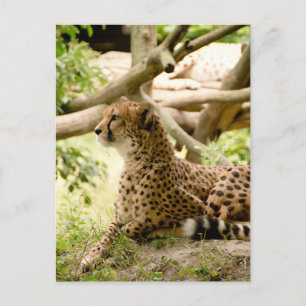 Cartão Postal Cheetah Está Muito Longe