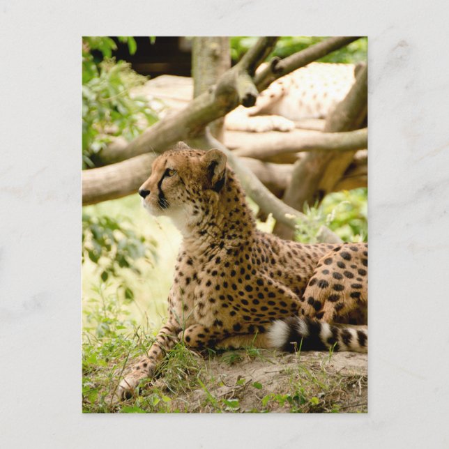Cartão Postal Cheetah Está Muito Longe (Frente)