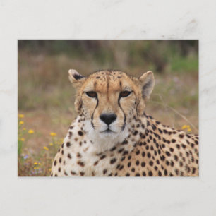 Cartão Postal Cheetah Olhando Para Você