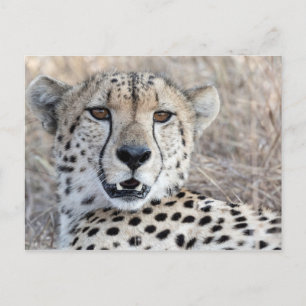 Cartão Postal Cheetah Portrait