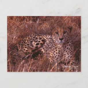 Cartão Postal Cheetah Stare
