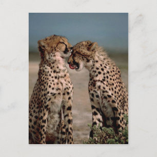 Cartão Postal Cheetahs