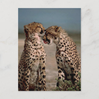 Cartão Postal Cheetahs