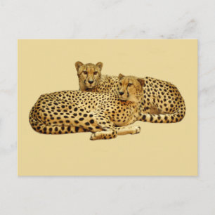 Cartão Postal Cheetahs
