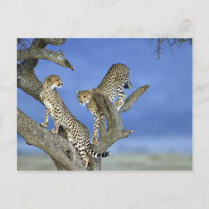 Cartão Postal Cheetahs