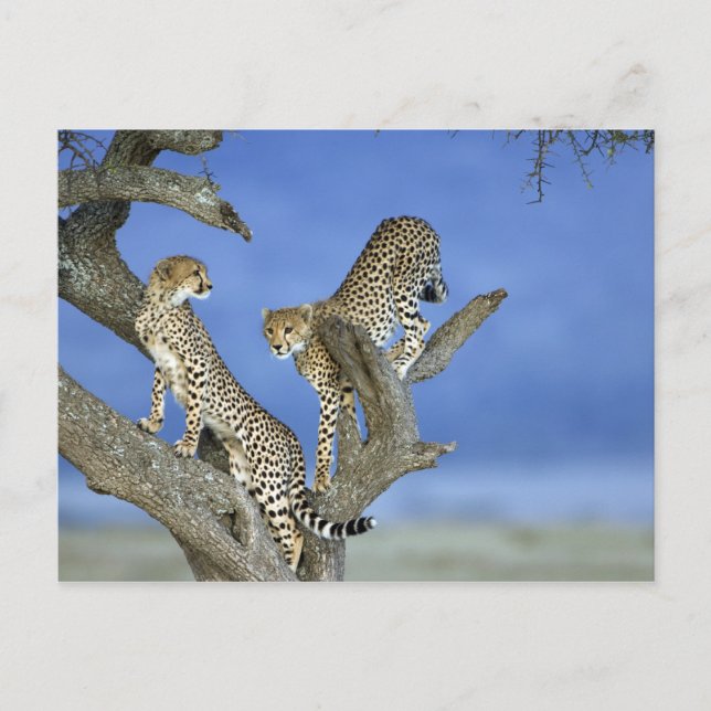 Cartão Postal Cheetahs (Frente)