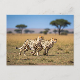 Cartão Postal Cheetahs em Serengeti Parque Nacional Tanzânia