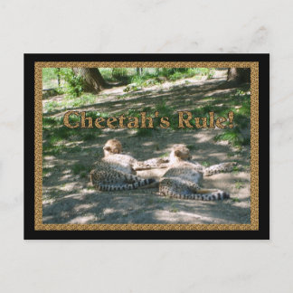 Cartão Postal Cheetahs preguiçoso