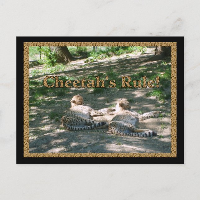 Cartão Postal Cheetahs preguiçoso (Frente)