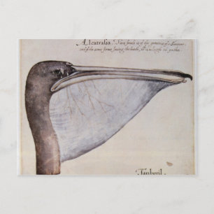 Cartão Postal Chefe de um Pelicano Marrom