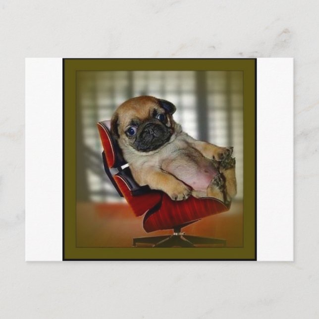 Cartão Postal Chefe Pug! (Frente)