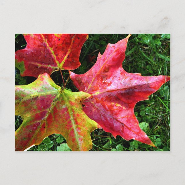 Cartão Postal Chegadas do outono (Frente)