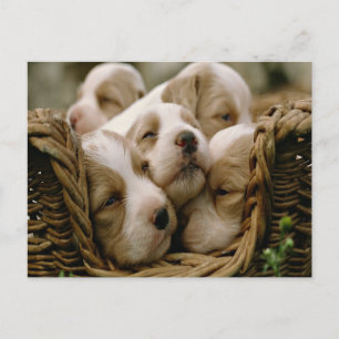 Cartão Postal cheio cesto de cachorros