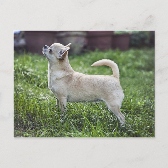 Cartão Postal cheio chihuahua.png (Frente)