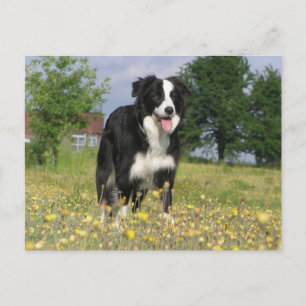 Cartão Postal cheio collie de borda 3.png