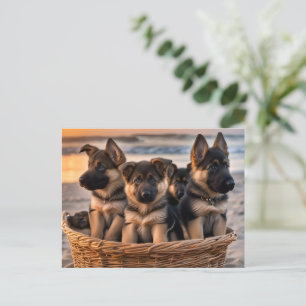 Cartão Postal Cheio de cesto de estuppias de German shepherd