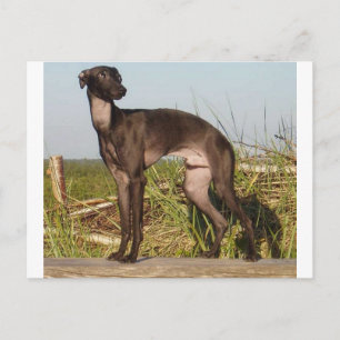 Cartão Postal cheio de galgos italianos.png