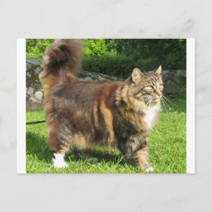 Cartão Postal cheio de gato florestal norueguês.png