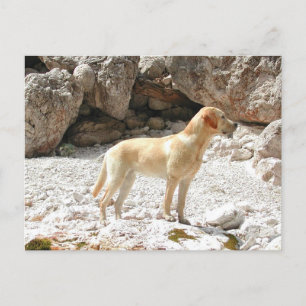 Cartão Postal CHEIO de laboratório amarelo LR