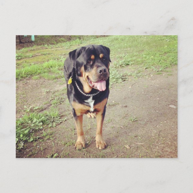 Cartão Postal cheio rottweiler (Frente)