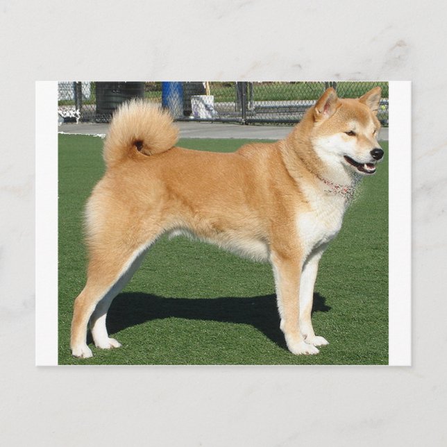 Cartão Postal Cheio Shiba Inu (Frente)