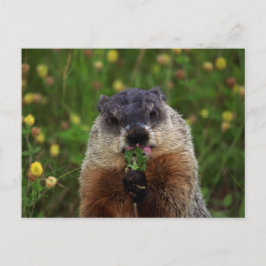 Cartão Postal Cheirando Primavera Groundhog