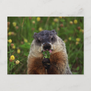 Cartão Postal Cheirando Primavera Groundhog