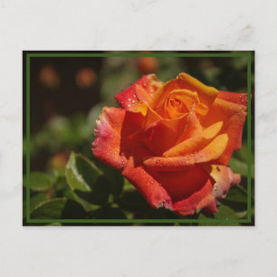 Cartão Postal cheirar os rosas