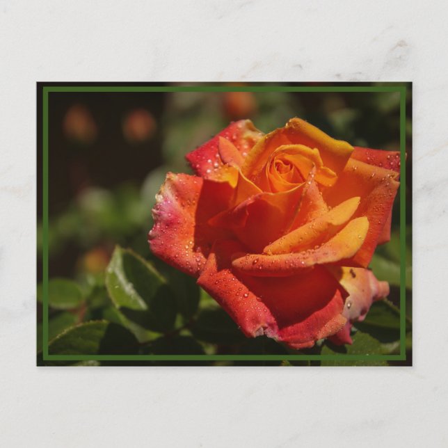 Cartão Postal cheirar os rosas (Frente)