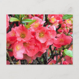 Cartão Postal Cheiro de Flor [Cartão Postal]