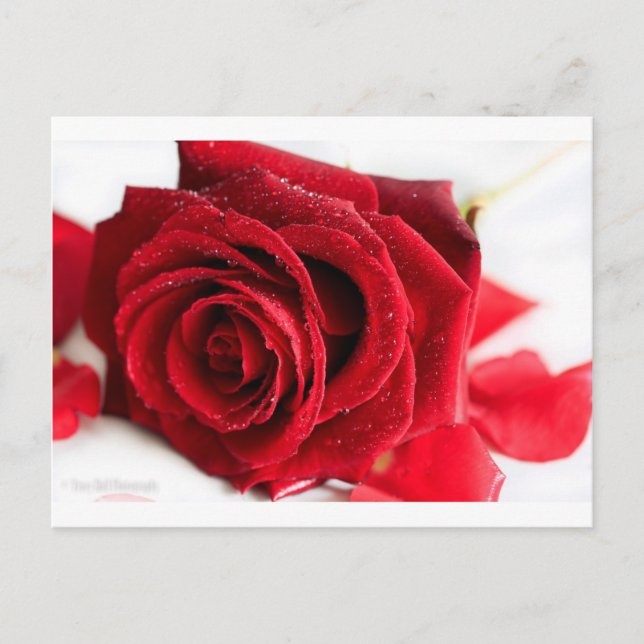 Cartão Postal Cheiro de Rosa (Frente)
