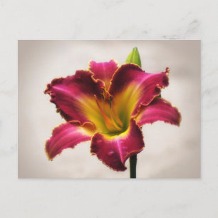 Cartão Postal Cherokee Heritage Daylily