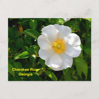 Cartão Postal Cherokee Rose State flower of Georgia