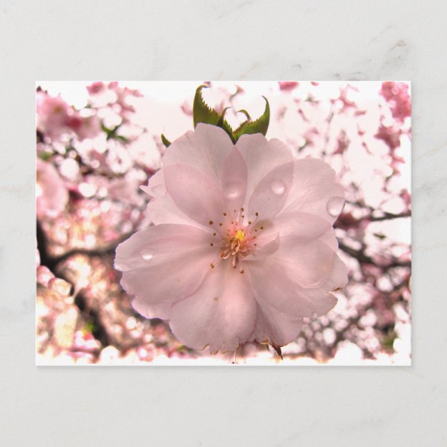 Cartão Postal Cherry Blossom (Frente)