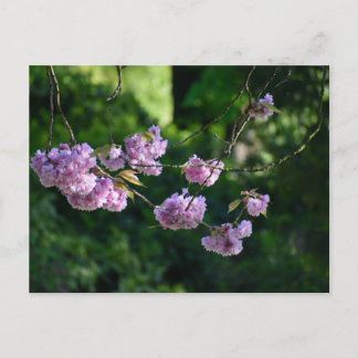 Cartão Postal Cherry blossom 