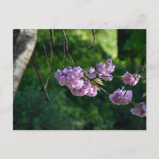 Cartão Postal Cherry blossom 