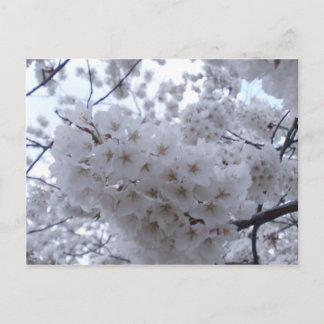 Cartão Postal Cherry Blossom