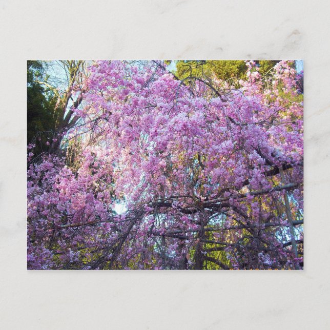 Cartão Postal Cherry Blossom (Frente)