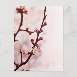 Cartão Postal Cherry Blossom