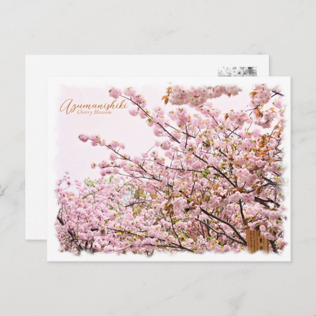 Cartão Postal Cherry Blossom "Azuma-nishiki" ポストカード (Frente/Verso)