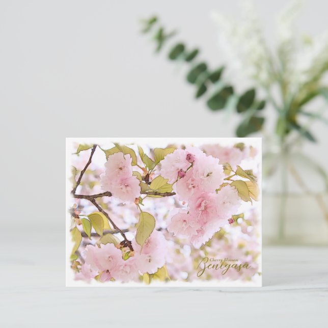 Cartão Postal Cherry Blossom "Benigasa" ポストカード (Em pé/Frente)