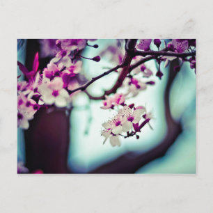 Cartão Postal Cherry Blossom Branch