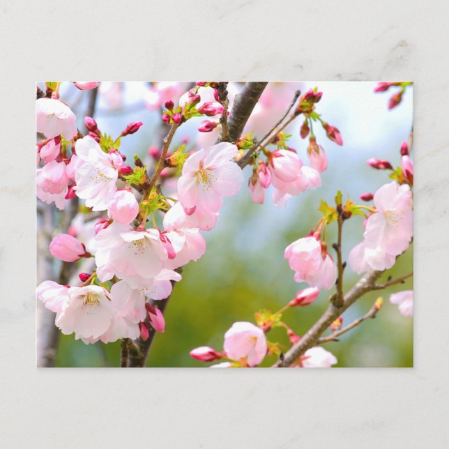 Cartão Postal Cherry Blossom Close (Frente)
