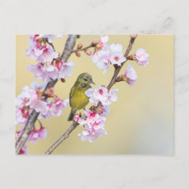 Cartão Postal Cherry Blossom e Warbler