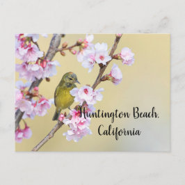 Cartão Postal Cherry Blossom e Warbler, Huntington Beach CA