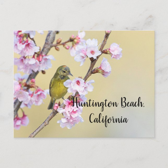 Cartão Postal Cherry Blossom e Warbler, Huntington Beach CA (Frente)