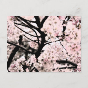 Cartão Postal Cherry Blossom Editado