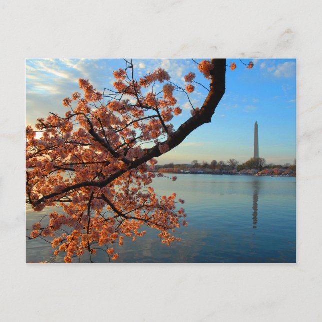 Cartão Postal Cherry Blossom em Washington D.C. (Frente)